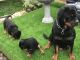 Rottweiler Puppies for sale in Miami Beach, FL, USA. price: NA
