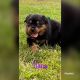 Rottweiler Puppies for sale in Cumberland, RI 02864, USA. price: NA