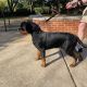 Rottweiler Puppies for sale in St. Louis, MO, USA. price: $2,000