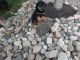 Rottweiler Puppies for sale in Grabill, IN 46741, USA. price: NA