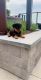 Rottweiler Puppies for sale in Fairfax, VA 22031, USA. price: NA