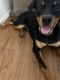 Rottweiler Puppies for sale in Ventura, CA, USA. price: $600