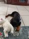 Rottweiler Puppies for sale in Town 'N' Country, FL, USA. price: $6,000