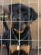 Rottweiler Puppies for sale in Tallahassee, FL, USA. price: $850