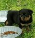 Rottweiler Puppies for sale in Calyer St, Brooklyn, NY 11222, USA. price: NA