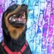 Rottweiler Puppies for sale in Captains Cove, Fort Worth, TX 76179, USA. price: NA