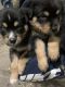 Rottweiler Puppies for sale in Boston, MA, USA. price: $2,500