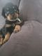 Rottweiler Puppies for sale in Victorville, CA, USA. price: $500