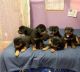 Rottweiler Puppies for sale in Philadelphia, PA, USA. price: $800