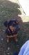 Rottweiler Puppies for sale in Louisville, KY 40211, USA. price: NA