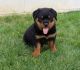 Rottweiler Puppies for sale in Hampton, VA, USA. price: NA