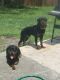 Rottweiler Puppies for sale in Jacksonville, FL, USA. price: NA