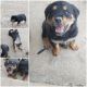 Rottweiler Puppies for sale in Aurora, CO 80013, USA. price: NA
