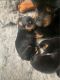 Rottweiler Puppies for sale in Indianapolis, IN, USA. price: $640