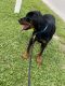 Rottweiler Puppies for sale in Ruskin, FL, USA. price: $1,500