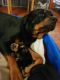 Rottweiler Puppies for sale in Naugatuck, CT 06770, USA. price: $800
