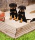 Rottweiler Puppies for sale in San Diego, CA, USA. price: $800
