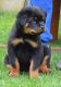 Rottweiler Puppies for sale in Chicago, IL 60603, USA. price: NA