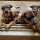 Rottweiler Puppies for sale in Detroit, MI, USA. price: $150