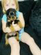 Rottweiler Puppies for sale in 4892 Abingdon Dr, Richardson, TX 75082, USA. price: NA