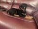Rottweiler Puppies for sale in Deming, WA 98244, USA. price: NA