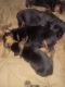 Rottweiler Puppies for sale in Lynchburg, VA, USA. price: NA