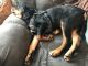 Rottweiler Puppies for sale in 6762 Creek Vale Way, Indianapolis, IN 46237, USA. price: NA