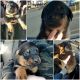 Rottweiler Puppies for sale in BETHEL, WA 98387, USA. price: NA