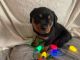 Rottweiler Puppies for sale in Westerly, RI, USA. price: $3,500