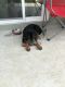 Rottweiler Puppies for sale in Woodland Hills, Los Angeles, CA, USA. price: NA