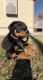 Rottweiler Puppies for sale in Longmont, CO, USA. price: NA