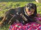 Rottweiler Puppies for sale in Bardstown, KY 40004, USA. price: NA