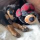 Rottweiler Puppies for sale in 16117 Lake Iola Rd, Dade City, FL 33523, USA. price: NA
