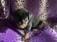 Rottweiler Puppies for sale in Ashaway, RI 02804, USA. price: $3,500