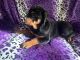 Rottweiler Puppies for sale in Westerly, RI, USA. price: NA
