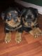 Rottweiler Puppies for sale in Rockingham, NC 28379, USA. price: $1,500