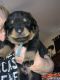Rottweiler Puppies for sale in Lancaster, CA, USA. price: NA