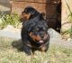 Rottweiler Puppies for sale in Tustin, CA, USA. price: NA