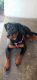 Rottweiler Puppies for sale in Upland, CA, USA. price: NA