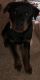 Rottweiler Puppies for sale in South Amboy, NJ, USA. price: $2
