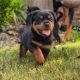 Rottweiler Puppies for sale in 157 Dolson Ave, Middletown, NY 10940, USA. price: NA