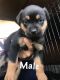 Rottweiler Puppies for sale in 613 7th Ave, Midvale, UT 84047, USA. price: $600