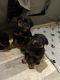 Rottweiler Puppies for sale in Cannon Falls, MN 55009, USA. price: NA