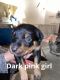 Rottweiler Puppies for sale in Green Cove Springs, FL 32043, USA. price: NA