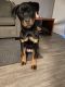 Rottweiler Puppies for sale in Indianapolis, IN, USA. price: $1,100