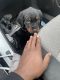 Rottweiler Puppies for sale in Columbus, OH, USA. price: $900