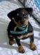 Rottweiler Puppies for sale in Kankakee, IL, USA. price: NA