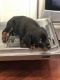 Rottweiler Puppies for sale in Northbrook, IL 60062, USA. price: $1,500