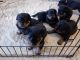 Rottweiler Puppies for sale in Tarrant County, TX, USA. price: NA