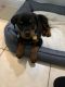 Rottweiler Puppies for sale in Cypress, TX, USA. price: $650